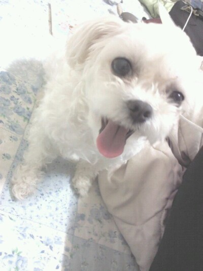 광진구 군자동 말티즈 여아 찾아요