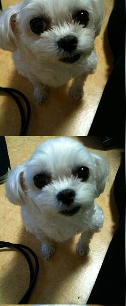 광진구 군자동 말티즈 여아 찾아요