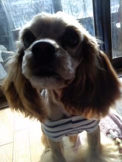 서울 코카스파니엘 잃어버렸습니다