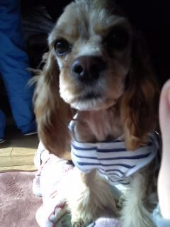 서울 코카스파니엘 잃어버렸습니다