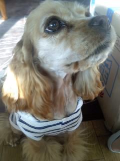 서울 코카스파니엘 잃어버렸습니다