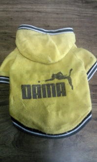 경기하남만남의광장 8살 갈색푸들 여아 애타게찾습니다 