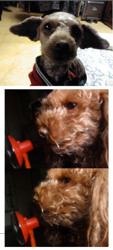 경기하남만남의광장 8살 갈색푸들 여아 애타게찾습니다 