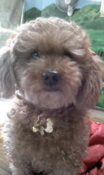 경기하남만남의광장 8살 갈색푸들 여아 애타게찾습니다 