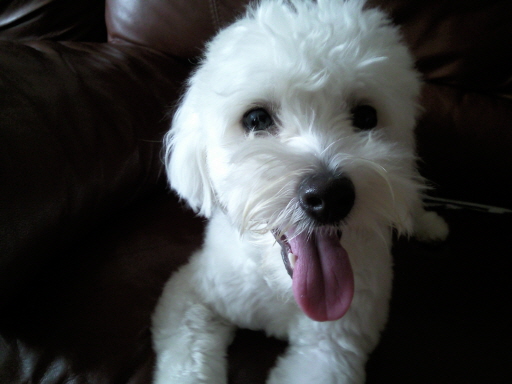 서울 동대문구 장안동)비숑프리제 난이 찾아주세요