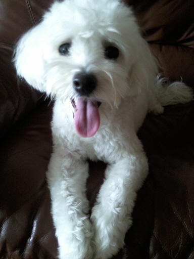 서울 동대문구 장안동)비숑프리제 난이 찾아주세요