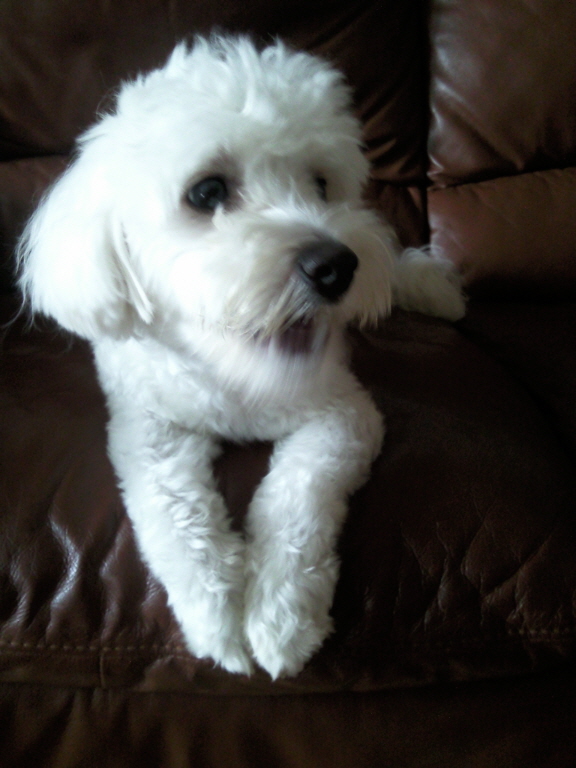 서울 동대문구 장안동)비숑프리제 난이 찾아주세요