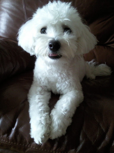 서울 동대문구 장안동)비숑프리제 난이 찾아주세요