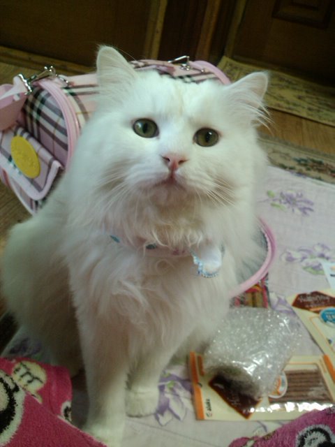 (경남 창원 반지동) 별이찾아주세요 