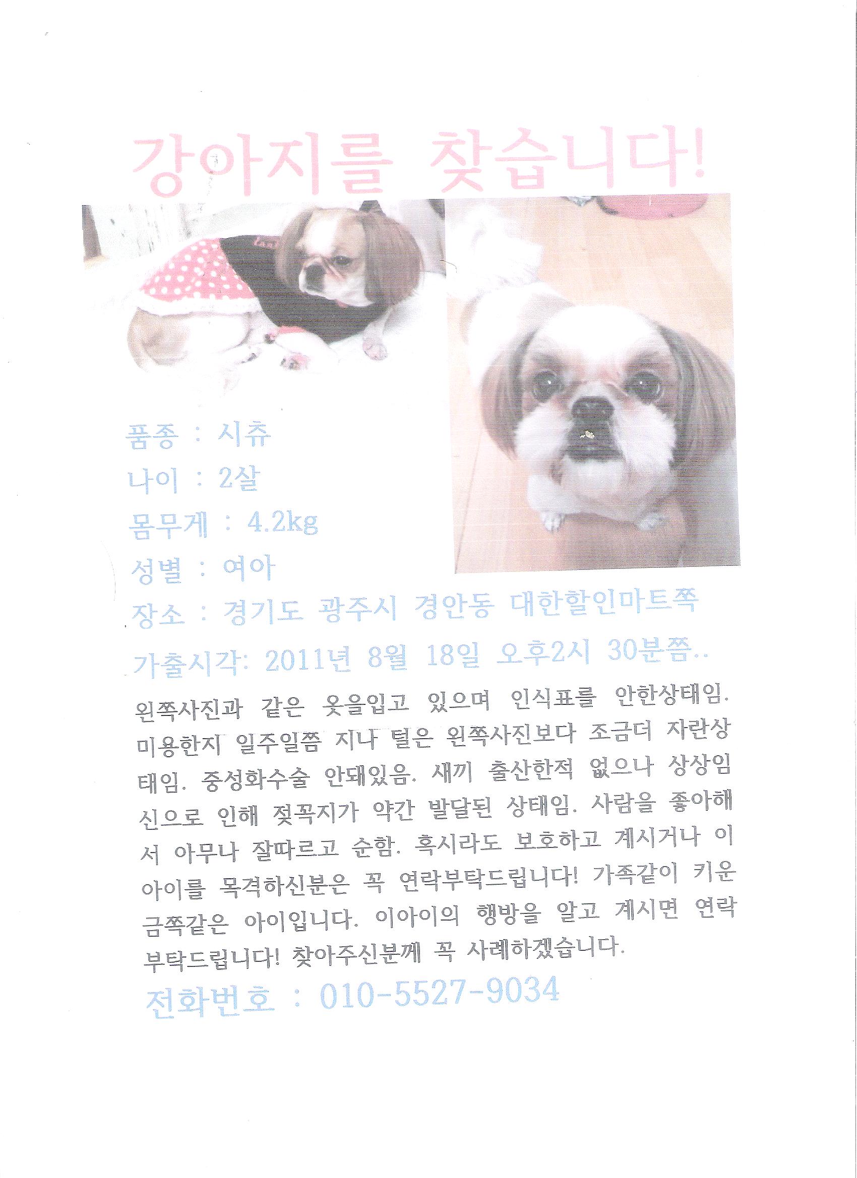 경기도 광주 경안동에서 시츄여아를 잃어버렸어요.ㅜㅜ