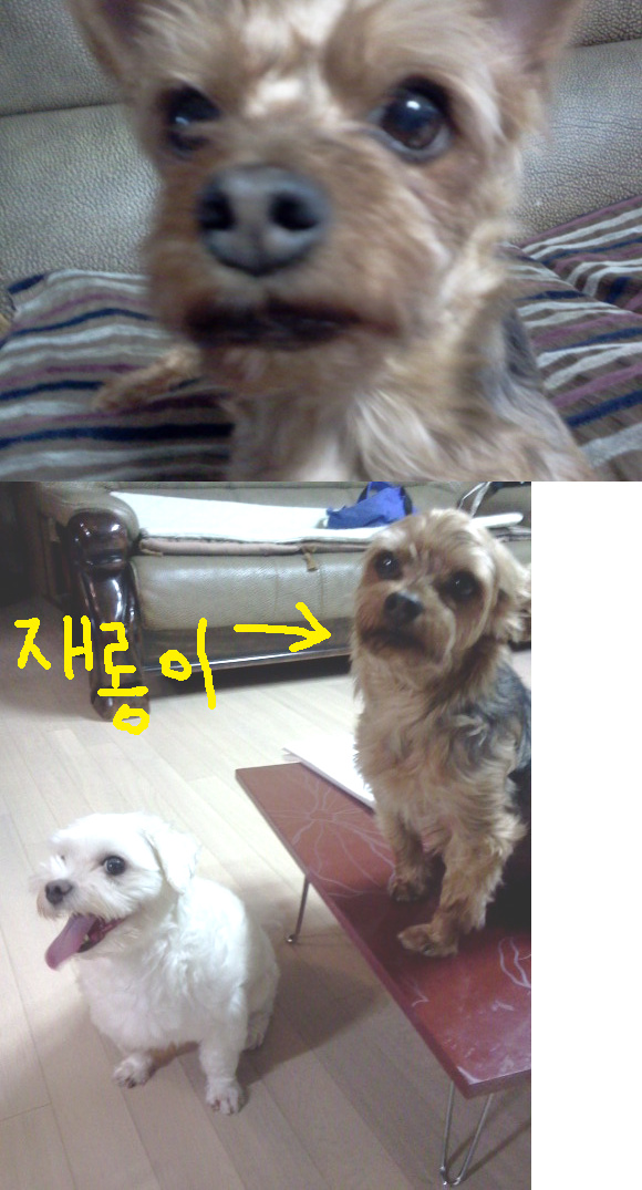 서울시 강서구 요크셔테리어 수컷!