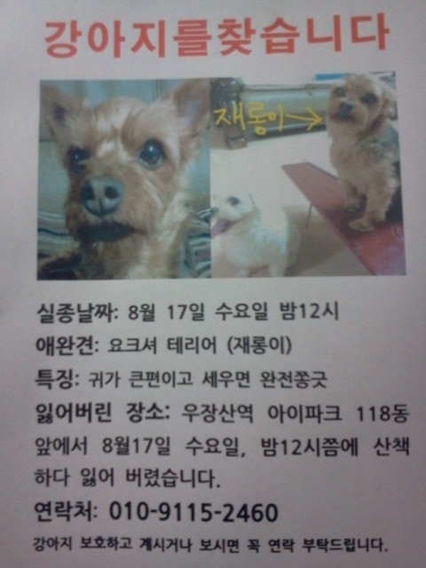 서울시 강서구 요크셔테리어 수컷!