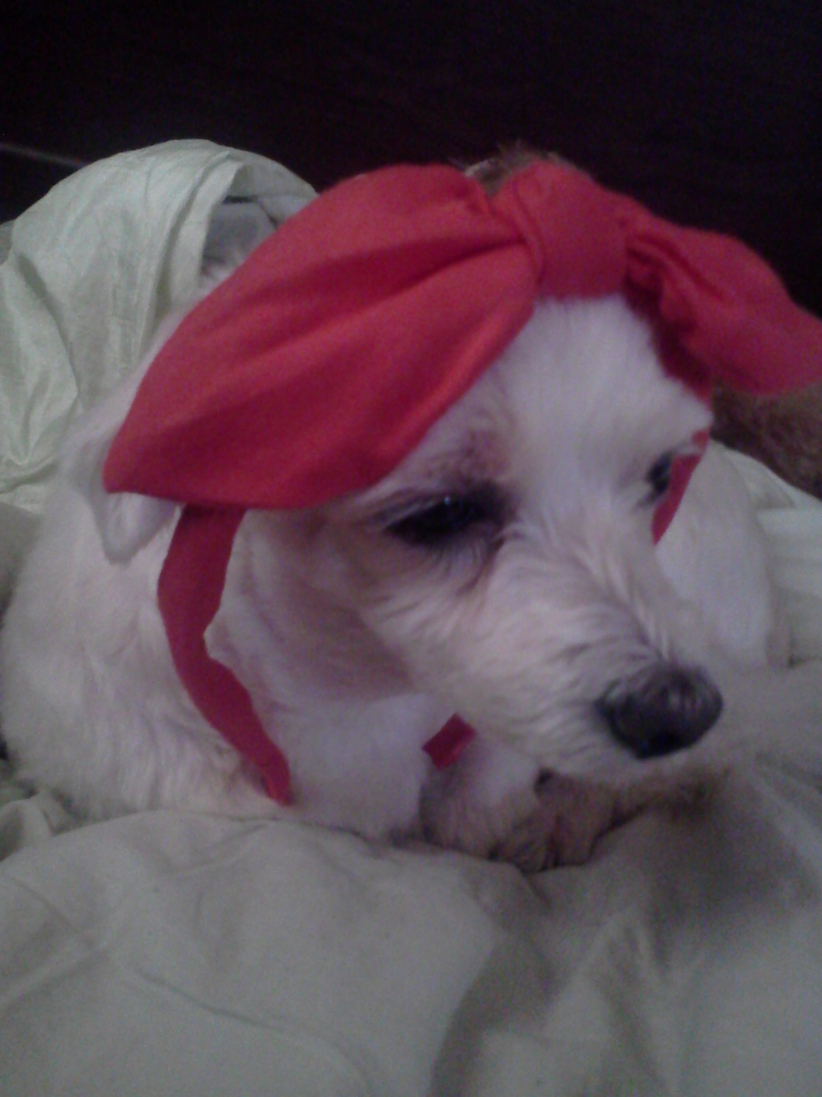 11.08.18 오후11시경 신곡동에서 잃어버린 말티즈를 찾습니다.