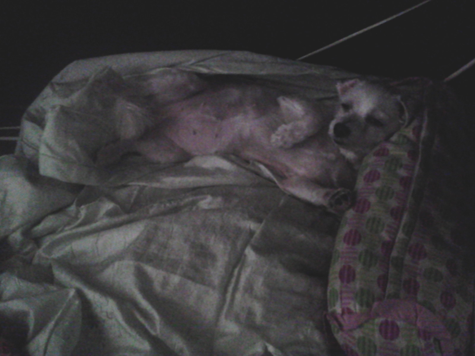 11.08.18 오후11시경 신곡동에서 잃어버린 말티즈를 찾습니다.