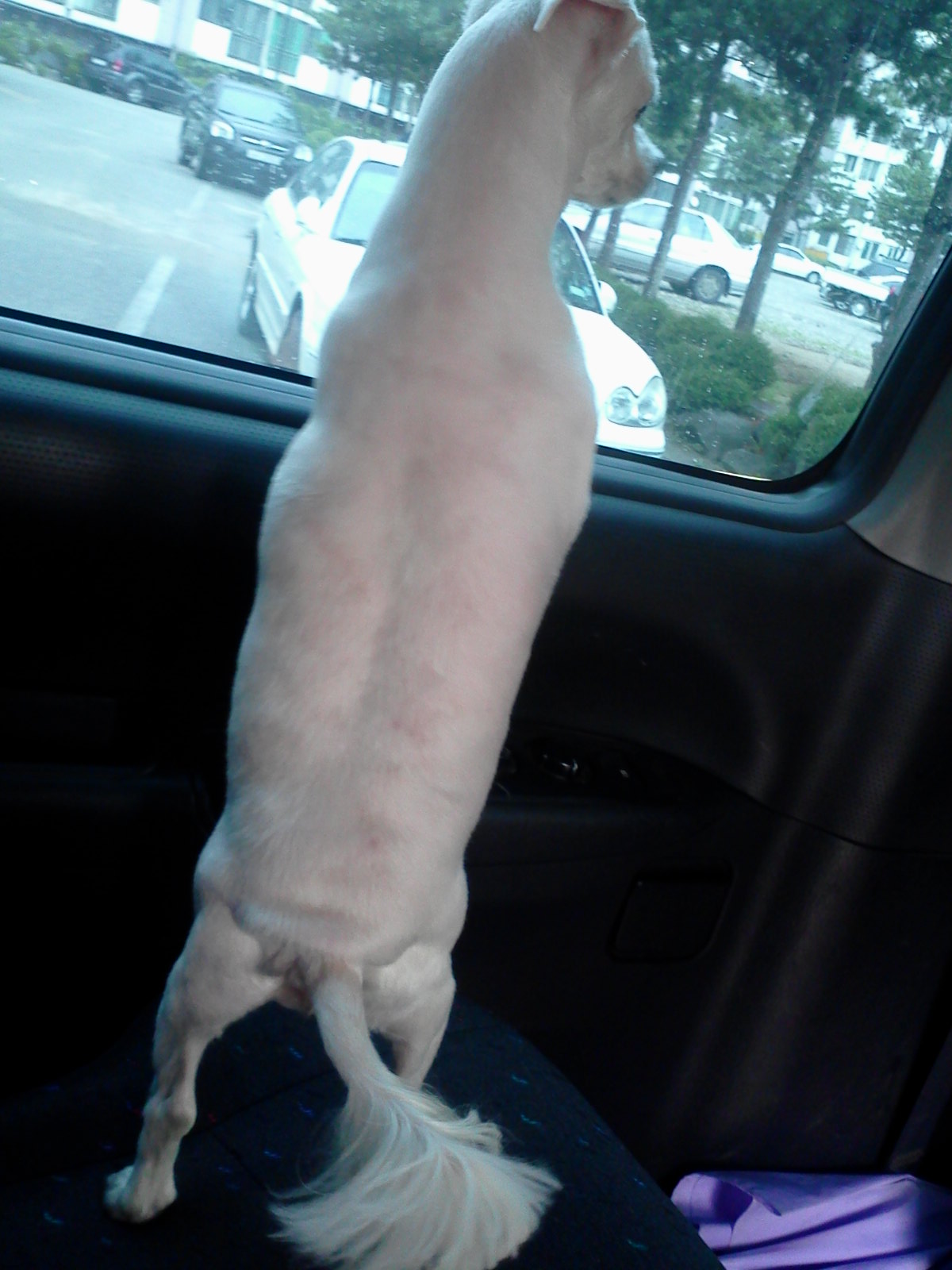 11.08.18 오후11시경 신곡동에서 잃어버린 말티즈를 찾습니다.