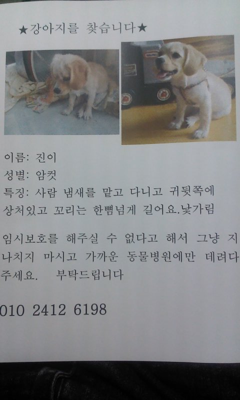 경기안산 믹스견 찾습니다