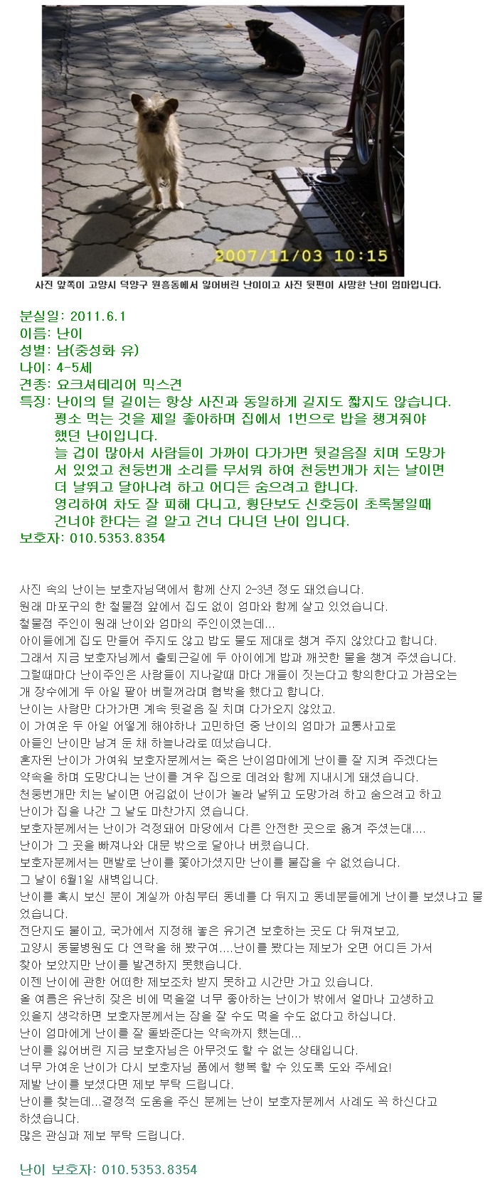 <분실80일>경기도고양시덕양구원흥동에서가출한믹스견난이를찾습니다!