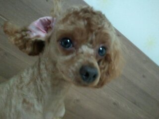 전라남도 목포시 갈색푸들 쫑이 애타게 찾아요(사례금100만원)