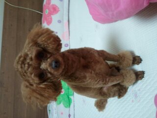 전라남도 목포시 갈색푸들 쫑이 애타게 찾아요(사례금100만원)