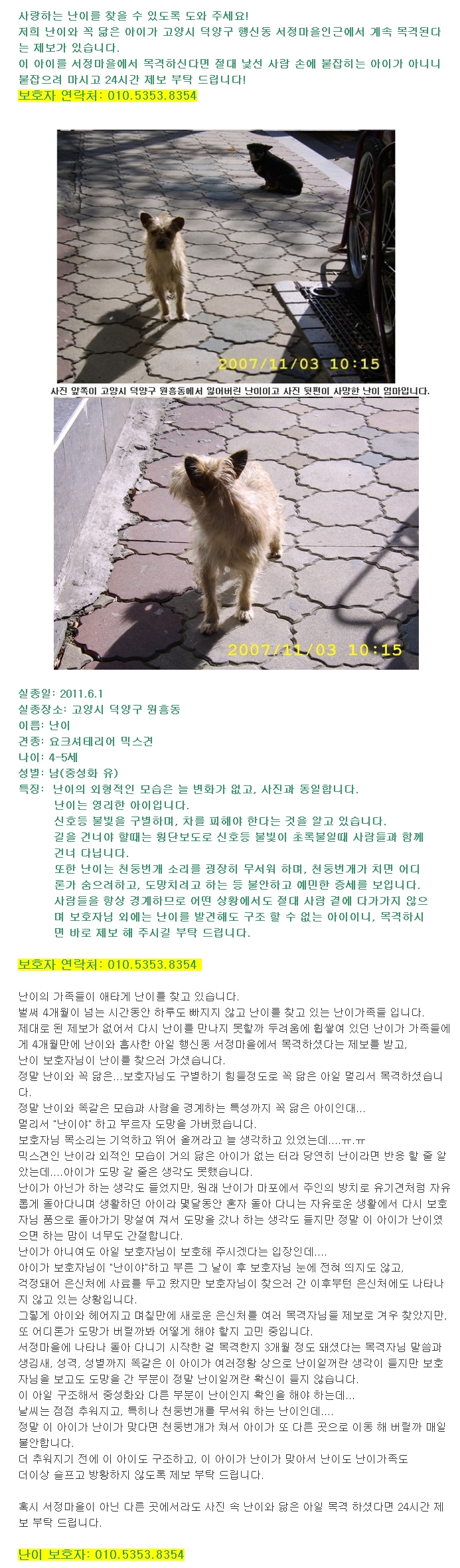 고양시 덕양구 원흥동 실종견 난이를 찾고 있습니다!