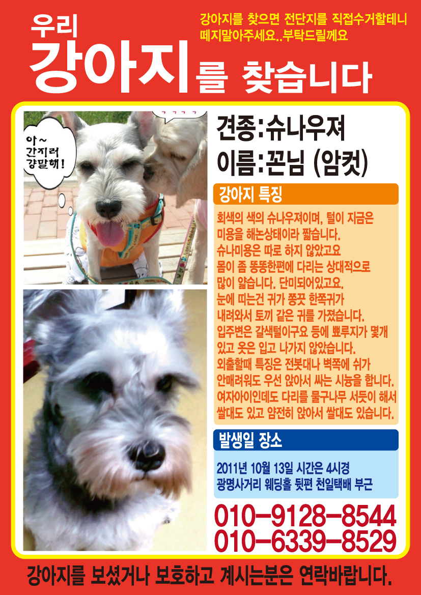 (광명 개봉 천왕 구로)회색 슈나우져 꼰님이를 찾습니다.