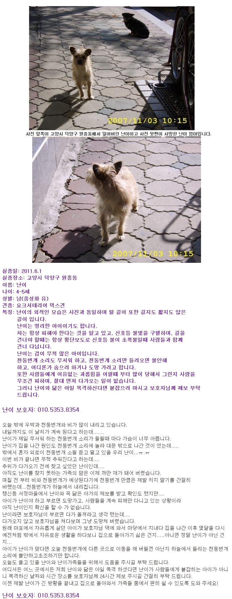 고양시 덕양구 원흥동에서 실종된 요키믹스견 난이를 찾고 있습니다!