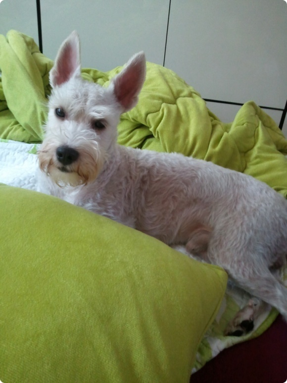 안산 상록구/흰색 슈나우져 찾습니다