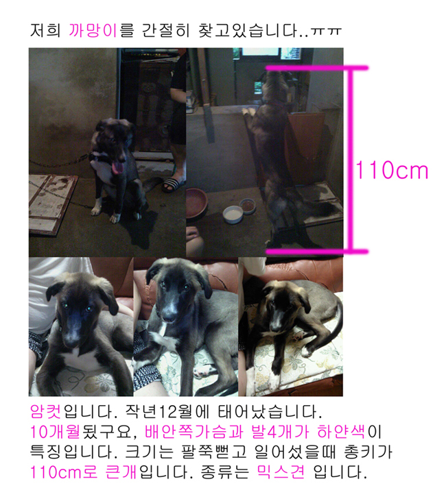 충청북도 음성군 금왕읍 무극리 에서 분실&#46124;어요 지역 상관없어요..