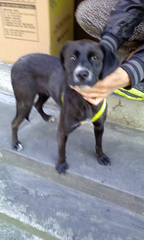 서울시 강서구 화곡동에서 강아지 주인찾습니다