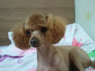 (사례금100만원)전라남도 목포시 갈색 푸들 애타게 찾아요