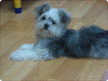 <믹스견 구름이> 동대문구 이문동 일대에서 실종