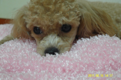 서울시 관악구에서 잃어버린 애플푸들 찾아요ㅠㅠ