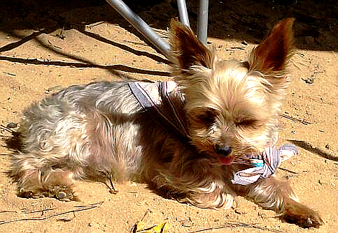 거제도 칠천도 옆개(물안)해수욕장 캠핑장에서 잃어버린 우리 초롱이(부산)를 찾아주세요 !