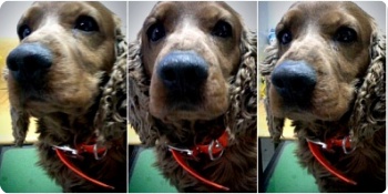 [사례금100만원]코카스파니엘(갈색)뭉치를찾아요