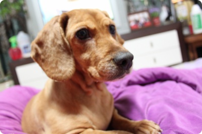 갈색 코카 여아 찾아요