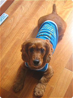 갈색 코카 여아 찾아요