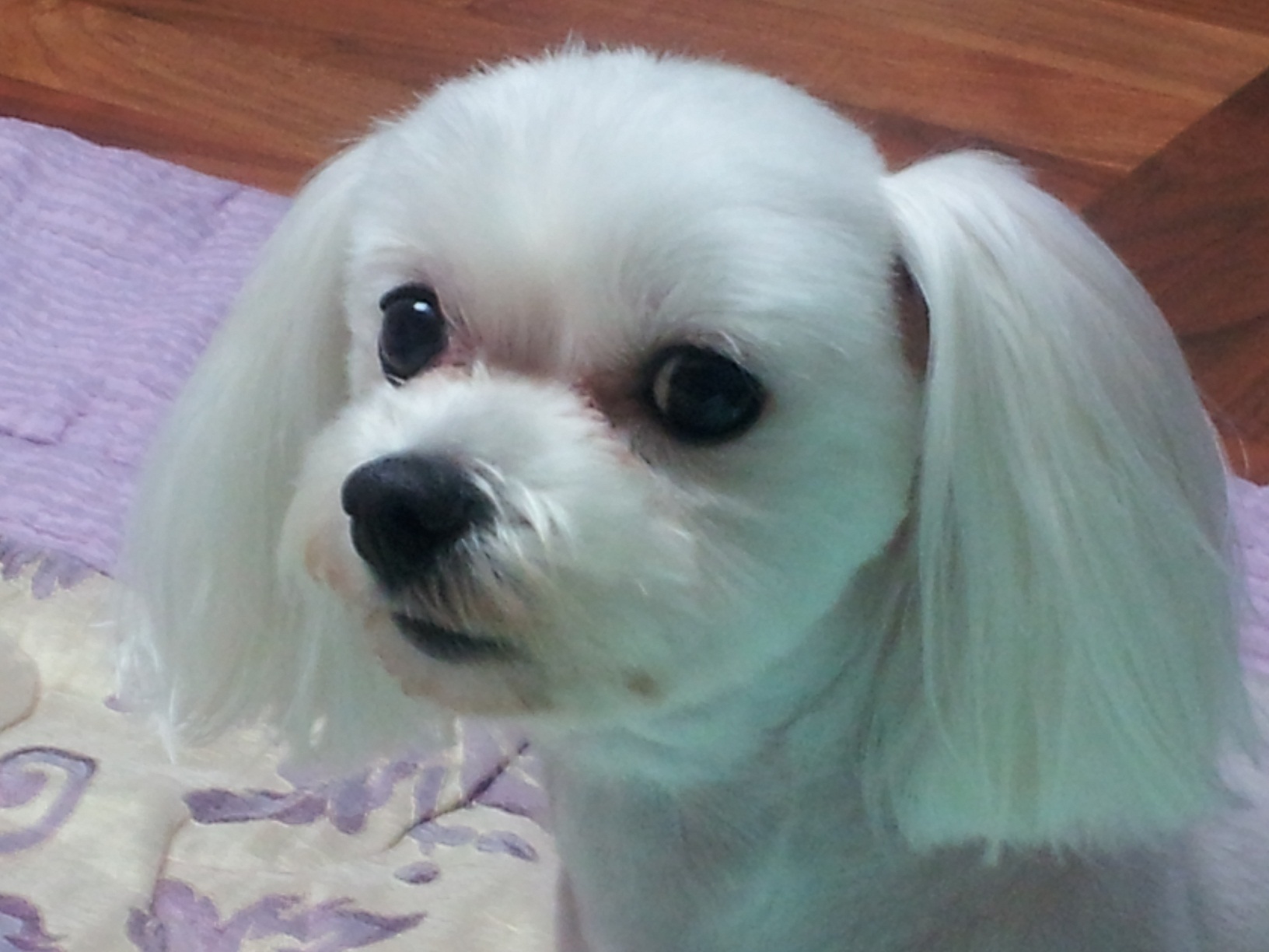 강아지를 찾습니다