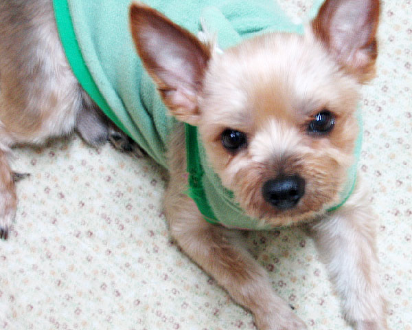 대구 요크셔테리어 수컷 모색갈회 4kg내외 등길이30cm정도 꼬리7cm