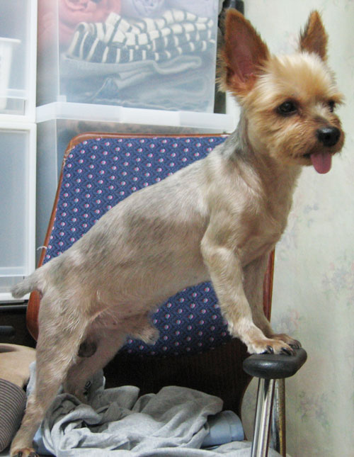 대구 요크셔테리어 수컷 모색갈회 4kg내외 등길이30cm정도 꼬리7cm