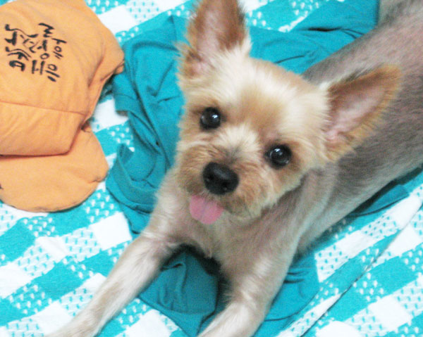 대구 요크셔테리어 수컷 모색갈회 4kg내외 등길이30cm정도 꼬리7cm