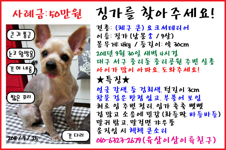 대구 요크셔테리어 수컷 모색갈회 4kg내외 등길이30cm정도 꼬리7cm