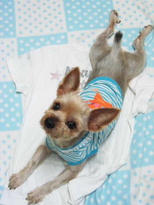 대구 요크셔테리어 수컷 모색갈회 4kg내외 등길이30cm정도 꼬리7cm