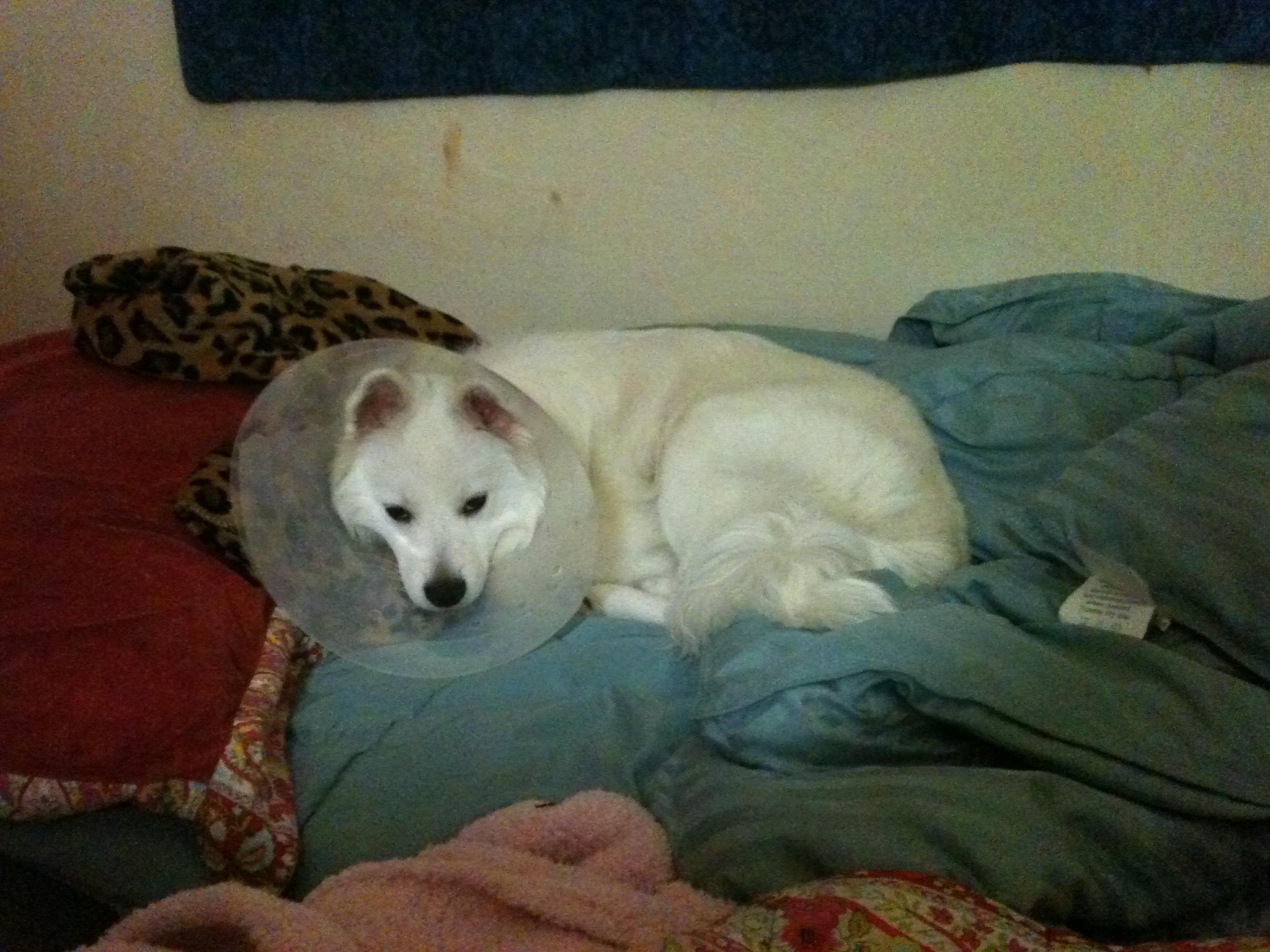 양재동, 역삼동 서초동 부근에서 흰색 스피츠를 잃어버렸어요!