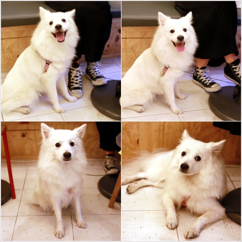 양재동, 역삼동 서초동 부근에서 흰색 스피츠를 잃어버렸어요!