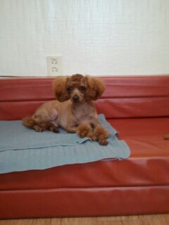 전라남도 목포시 갈색푸들 쫑이 애타게 찾아요(사례금100만원)