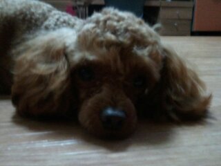 전라남도 목포시 갈색푸들 쫑이 애타게 찾아요(사례금100만원)