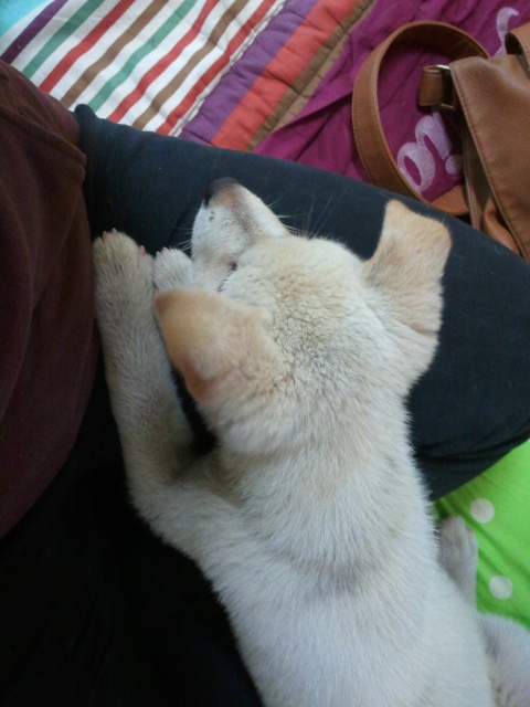 울산 학성동 가구거리에서 아가백구발견하여 보호중입니다