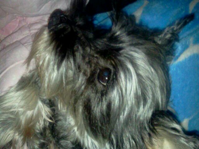 14살 슈나우져 나나를 찾습니다.