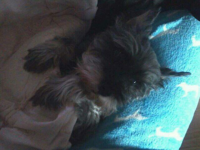 14살 슈나우져 나나를 찾습니다.