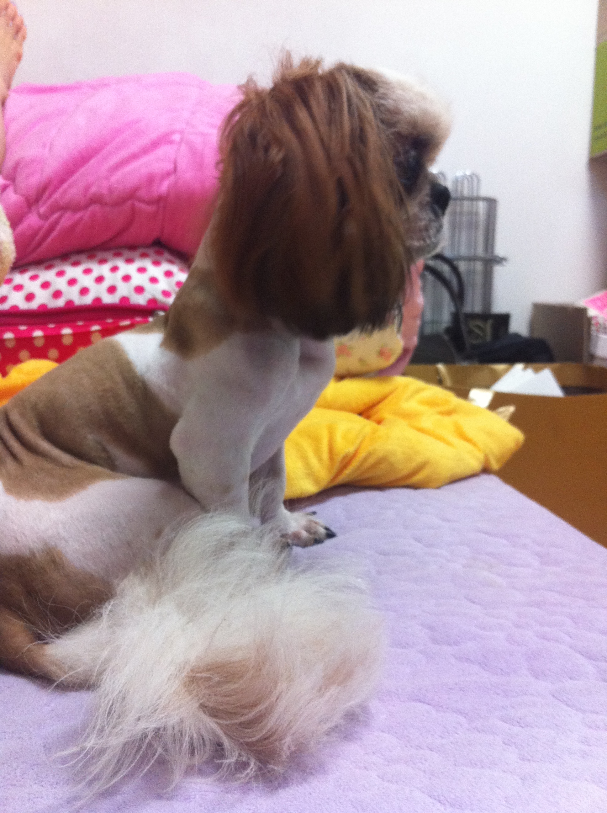 시츄 보호하고 있습니다. 주인 좀 찾아 주세요. 